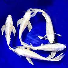 2-Pack Platinum Butterfly Longfin Koi 5-6" Live Fish Pond Freshwater