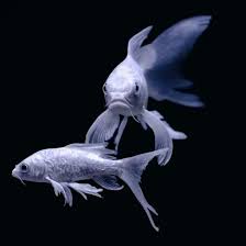 3-Pack Mayan, Panda, Platinum Butterfly Koi 4-5" Live Fish Longfin Color Mix