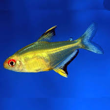5-Pack Lemon Tetra Live Fish – Hardy, Bright Freshwater Community Species
