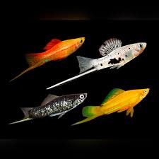 5-Pack Assorted Swordtail Live Fish Freshwater Community Aquarium Active
