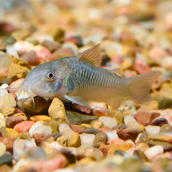 5-Pack Corydoras Aeneus Green Live Fish Freshwater Bottom Catfish