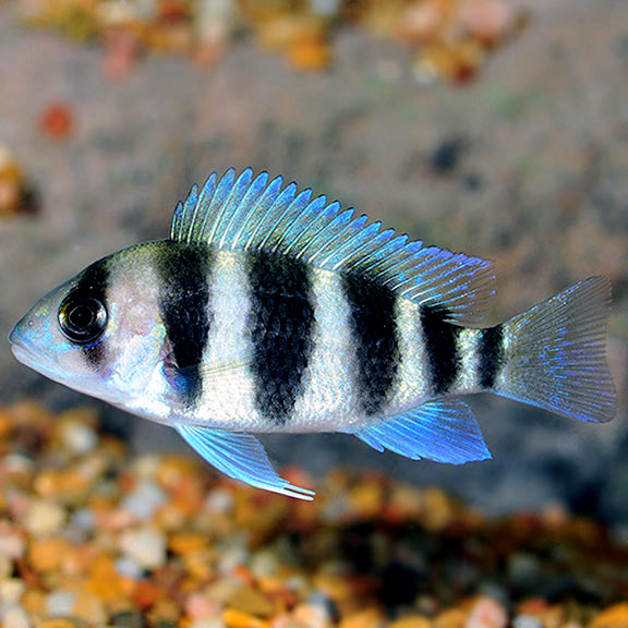 Blue Frontosa 1.5" African Cichlid Live Fish Lake Tanganyika