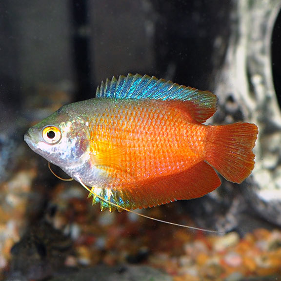 4-Pack Dwarf Flame Blood Red Gourami Live Fish Freshwater Aquarium