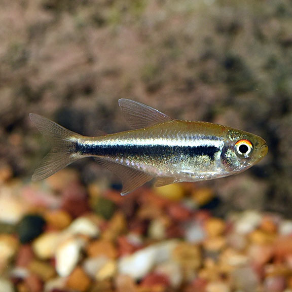 10-Pack Black Neon Tetra Live Fish – Hardy, Peaceful Freshwater Community Species
