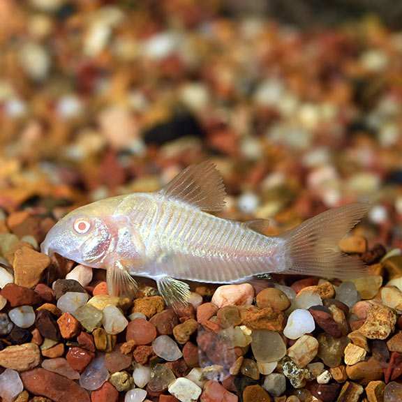 5-Pack Corydoras Aeneus Albino Live Fish Freshwater Bottom Catfish