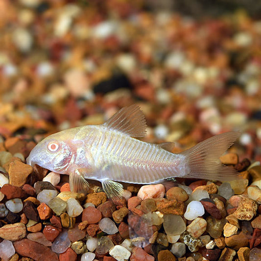 5-Pack Corydoras Aeneus Albino Live Fish Freshwater Bottom Catfish
