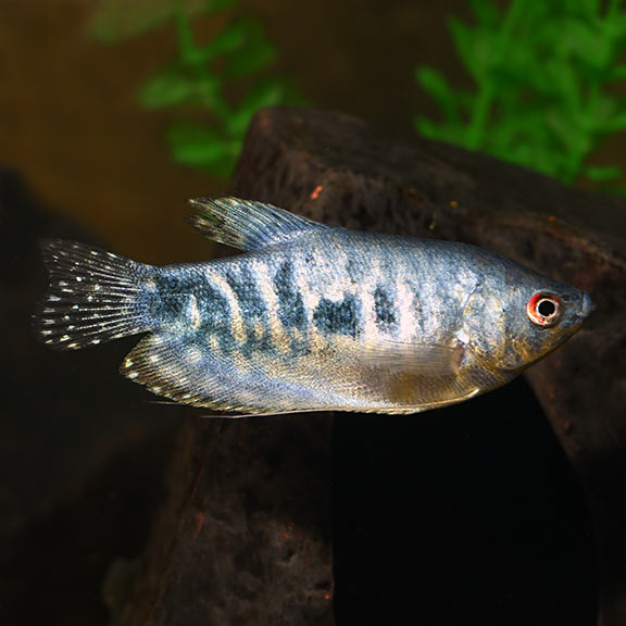 4-Pack Opaline Gourami Live Fish Freshwater Aquarium Peaceful Community Species