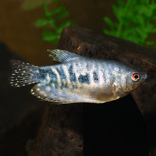4-Pack Opaline Gourami Live Fish Freshwater Aquarium Peaceful Community Species