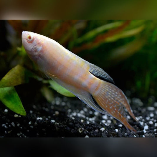 4-Pack Albino Paradise Gourami Live Fish Freshwater Peaceful Aquarium