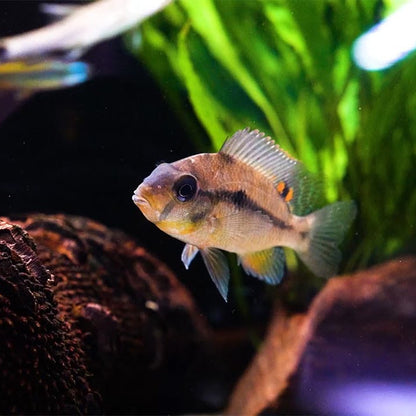 Heterochromis Multidens Congo African Cichlid Live Fish 1.5 Inch Rare