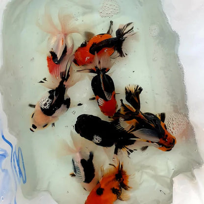 Tricolor Oranda Premium Goldfish Live Fish 2.5-3 Inch Fancy Multi Color