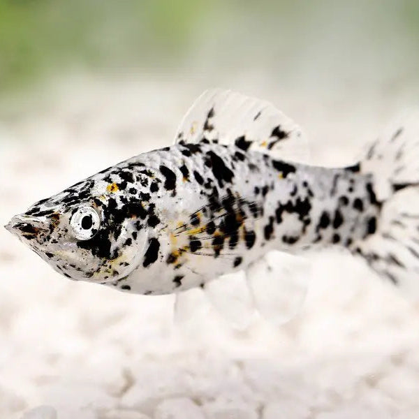 5-Pack Dalmatian Molly 1.5-2" Live Fish Freshwater Aquarium Hardy Mollies