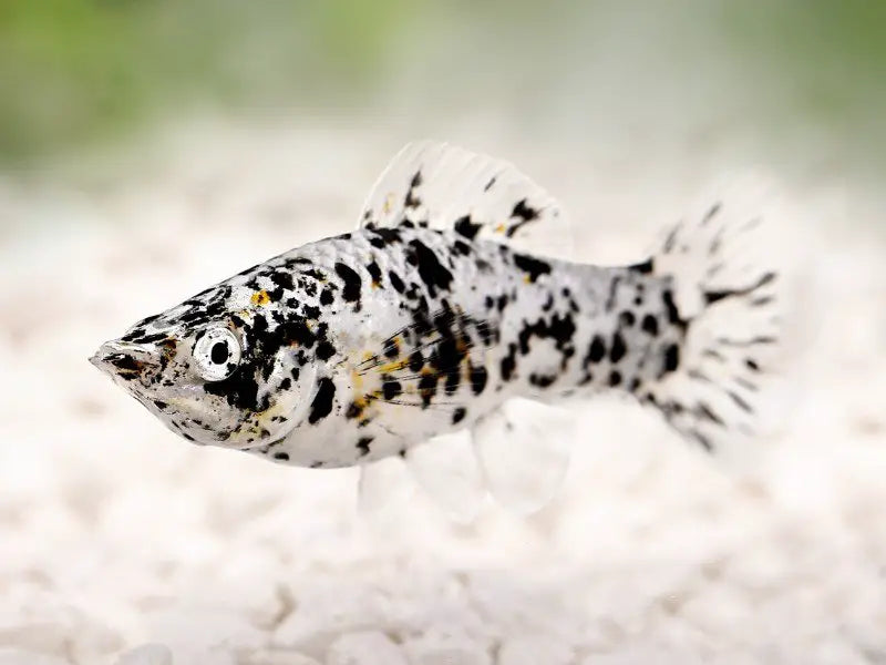5-Pack Dalmatian Molly 1.5-2" Live Fish Freshwater Aquarium Hardy Mollies