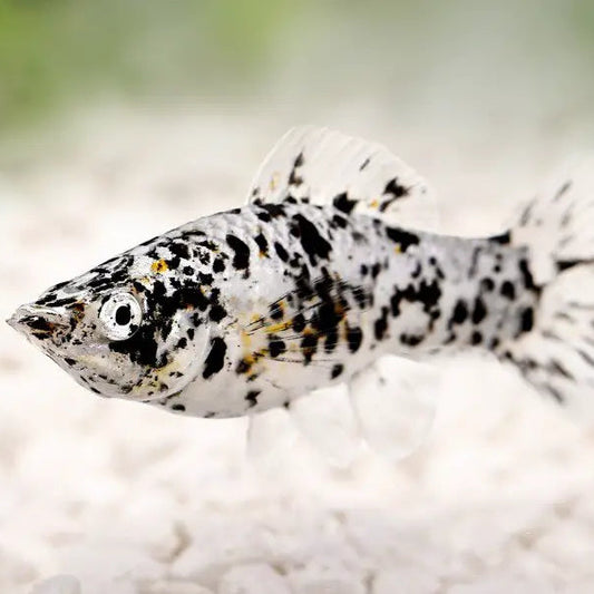 5-Pack Dalmatian Molly 1.5-2" Live Fish Freshwater Aquarium Hardy Mollies