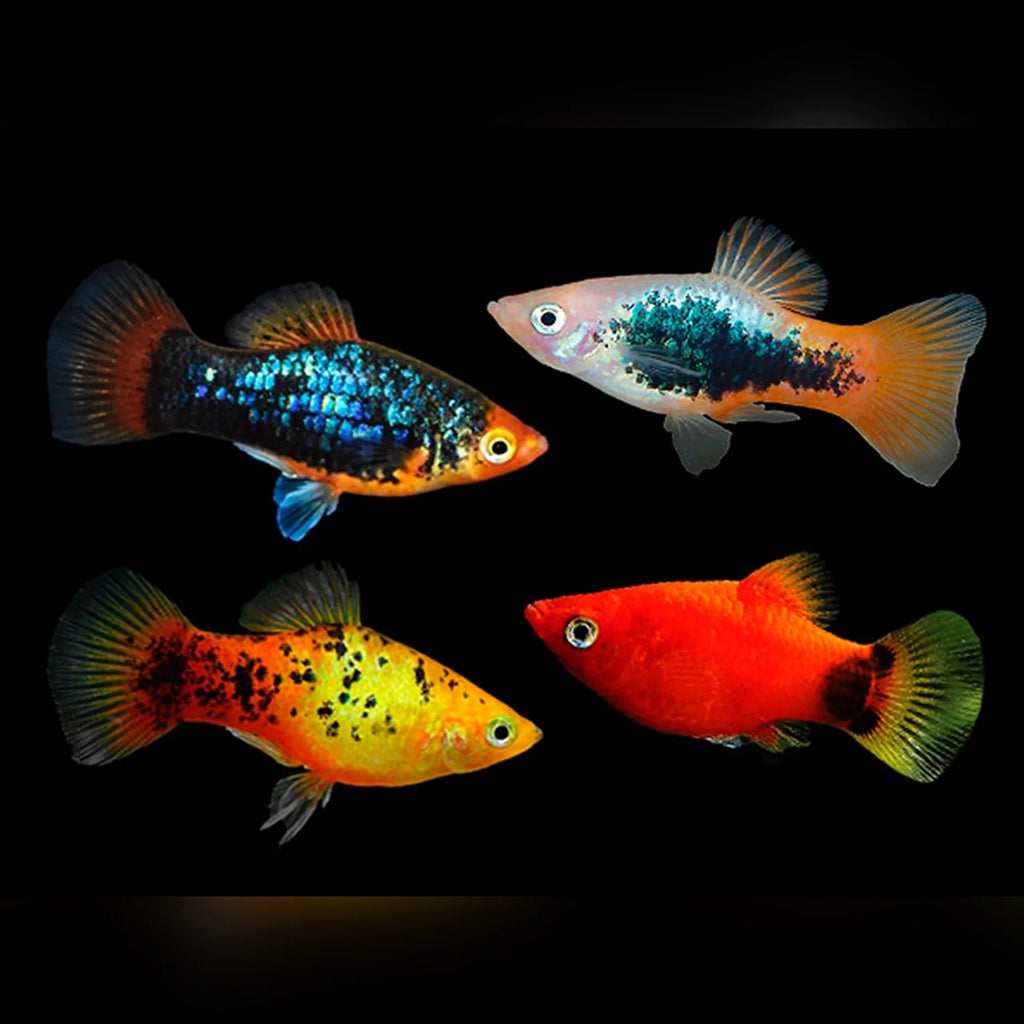 6-Pack Assorted Platy Live Fish Freshwater Community Aquarium Hardy Species