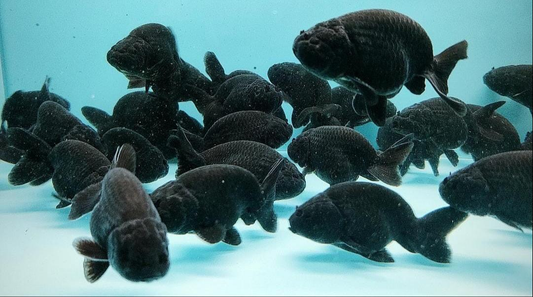 3-Pack Black Ranchu Goldfish 1.5-1.75" Live Fish Fancy Aquarium Freshwater