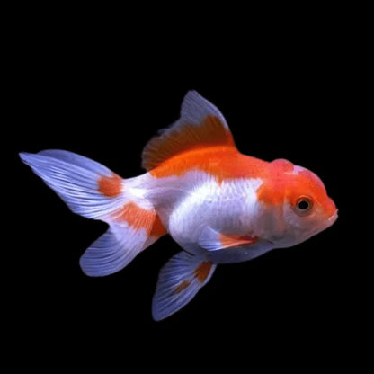 Red and White Oranda Goldfish Live Fish Freshwater Aquarium 2.5-3.5"