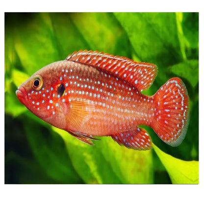 2-Pack Red Balloon Jewel African Cichlid Live Freshwater Fish 1.5-2"
