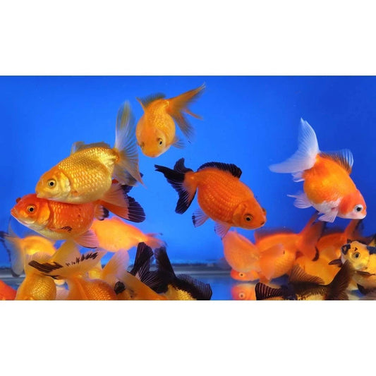 4-Pack Assorted Pearlscale Goldfish Live Fish 1.5-1.75" Freshwater