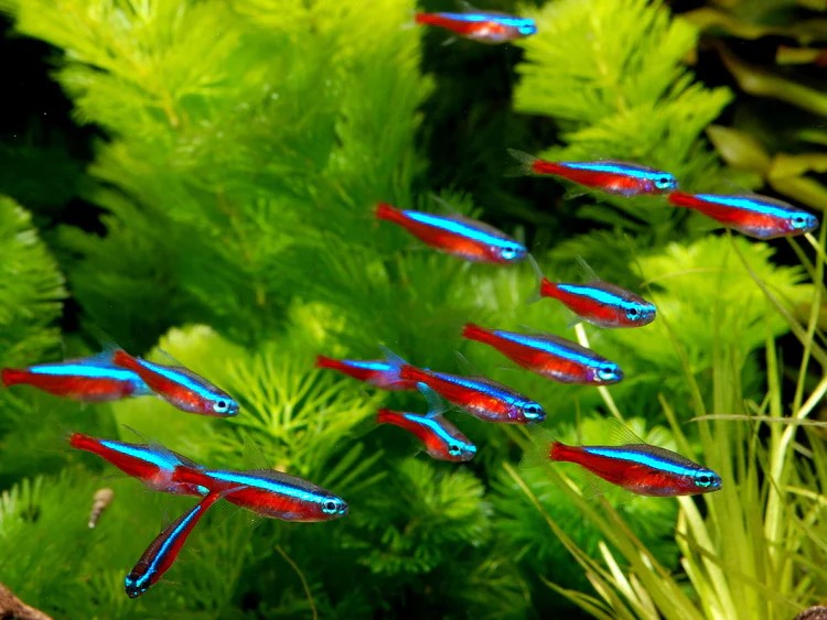 5-Pack Cardinal Tetra Tank Raised Live Fish Freshwater Community Aquarium