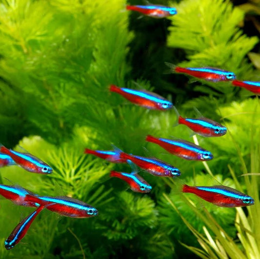 5-Pack Cardinal Tetra Tank Raised Live Fish Freshwater Community Aquarium