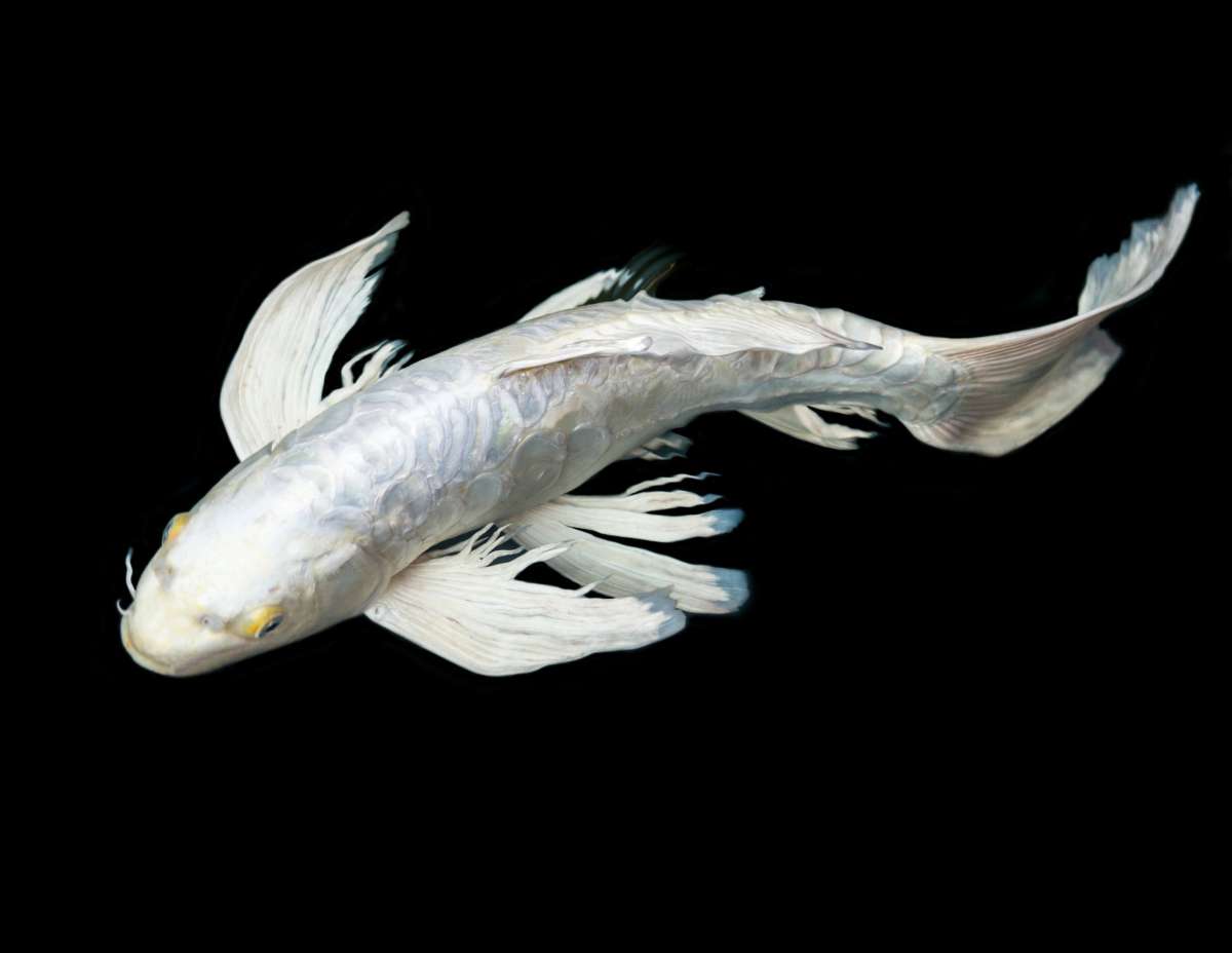 2-Pack Platinum Butterfly Longfin Koi 5-6" Live Fish Pond Freshwater