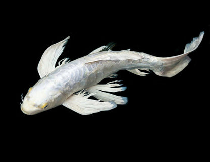 2-Pack Platinum Butterfly Longfin Koi 5-6" Live Fish Pond Freshwater