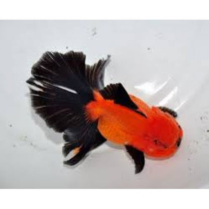 Red Black Oranda Goldfish Live Fish Freshwater Aquarium 2.5-3 Inch
