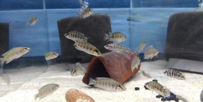 Yellow Calvus African Cichlid Live Fish 1.25” Altolamprologus Tanganyika